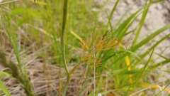 Perideridia americana