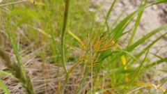 Perideridia americana