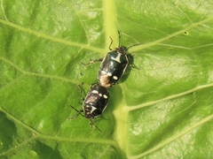 Eurydema oleracea