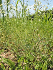 Galium glaucum