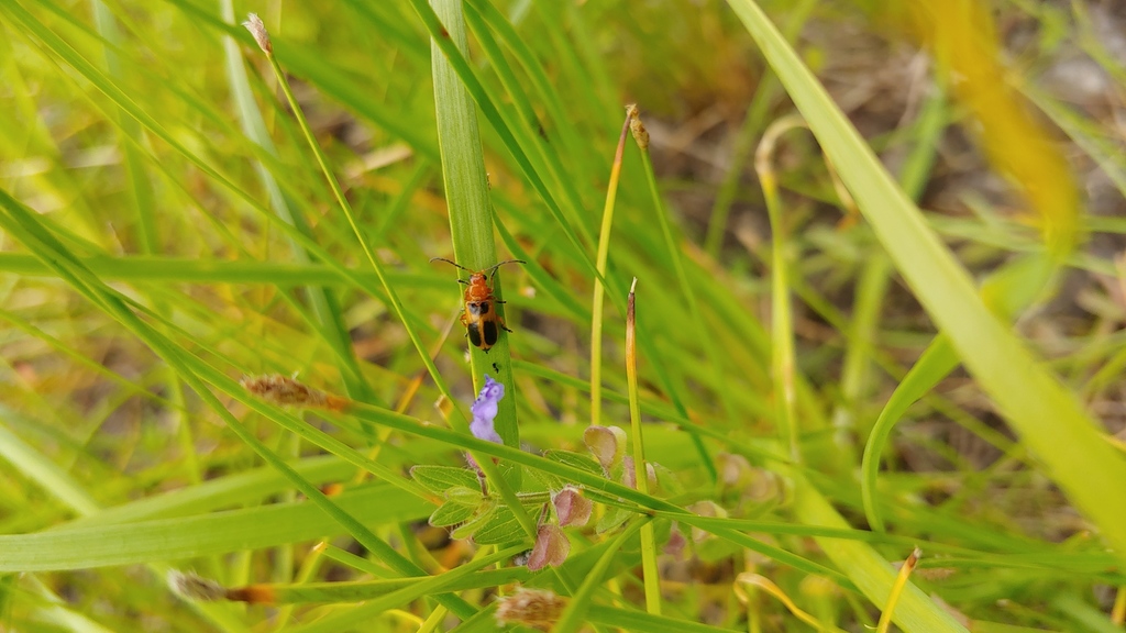Phyllobrotica nigritarsis