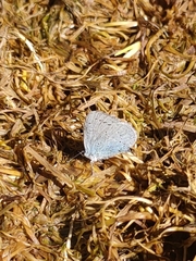 Celastrina argiolus