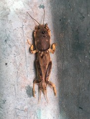 Neoscapteriscus vicinus