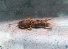 Neoscapteriscus vicinus