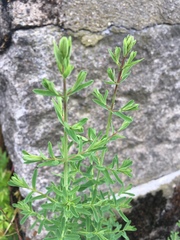 Hypericum perforatum