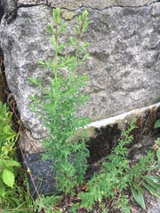 Hypericum perforatum
