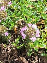 Bombus melanopygus