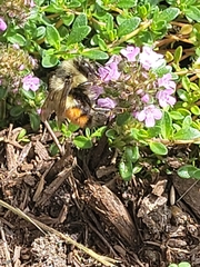 Bombus melanopygus