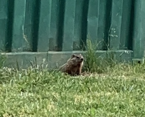 photo of Groundhog (Marmota monax)