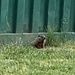 photo of Groundhog (Marmota monax)