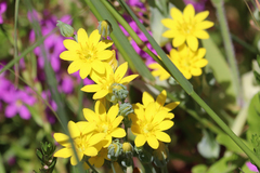 Blackstonia perfoliata
