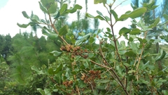 Weinmannia