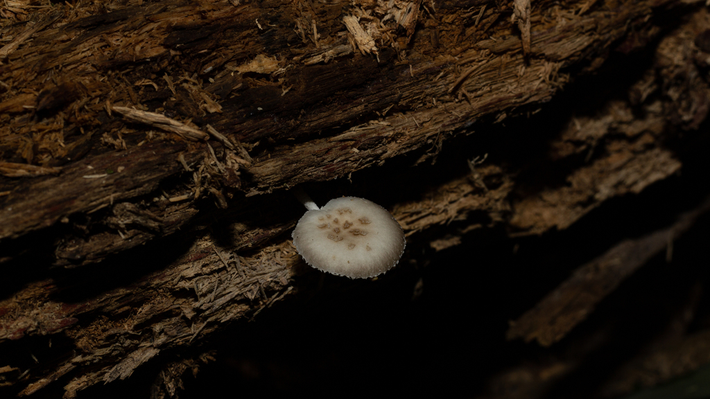 Oudemansiella cubensis · June 2021 · photo: © deniszabin (iNaturalist, cc-by)