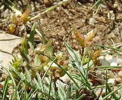 Cerastium ramosissimum