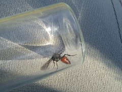 Dasymutilla scaevola