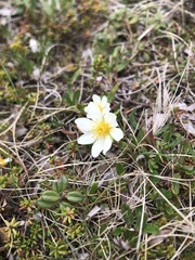 Dryas octopetala