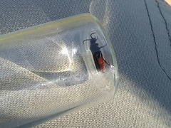 Dasymutilla scaevola