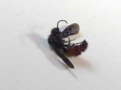 Dasymutilla scaevola