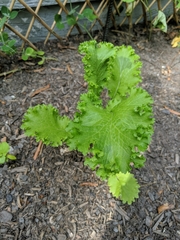 Lactuca sativa