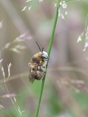 Anthophora femorata
