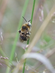 Anthophora femorata
