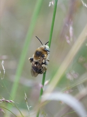 Anthophora femorata