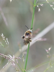 Anthophora femorata