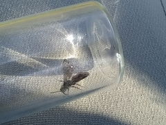 Dasymutilla scaevola