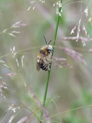 Anthophora femorata