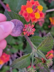 Lantana camara