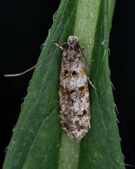 Tineidae clade b