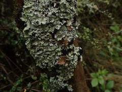 Notoparmelia testacea