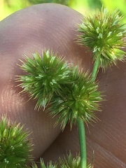 Juncus validus