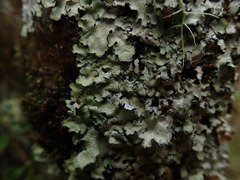 Notoparmelia testacea