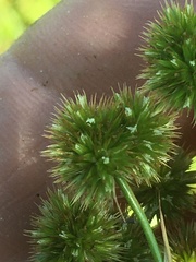 Juncus validus