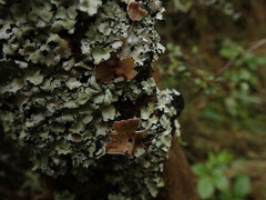 Notoparmelia testacea