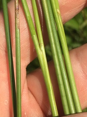Juncus validus