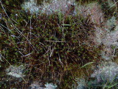 Polytrichadelphus magellanicus