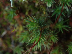 Polytrichadelphus magellanicus