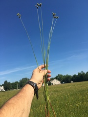 Juncus validus