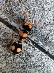 Hoplomutilla insignis