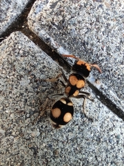 Hoplomutilla insignis