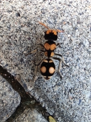 Hoplomutilla insignis