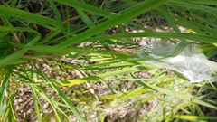 Pisaurina