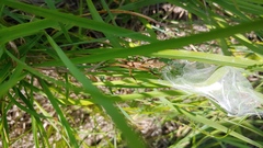 Pisaurina