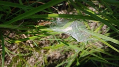 Pisaurina