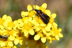 Synanthedon polygoni