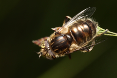 Eristalinus aeneus