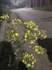 Bunias orientalis