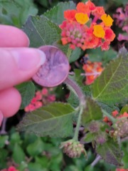 Lantana camara